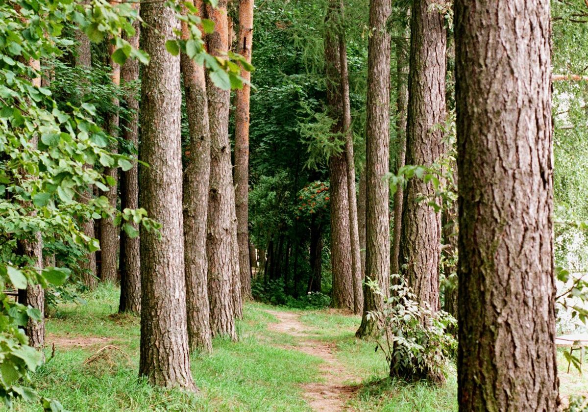 Bottle Lake Forest — trails five minutes away